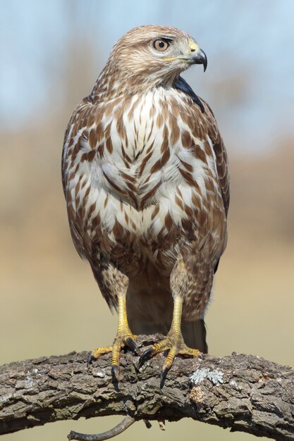 Vertical closeup of a red-tailed hawk standing on wood under the sunlight