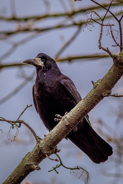 Vertical closeup of a rook standing on a tree branch