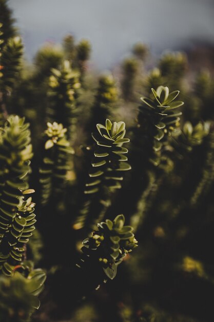 Vertical closeup selective focus shot of green plants - perfect for mobile