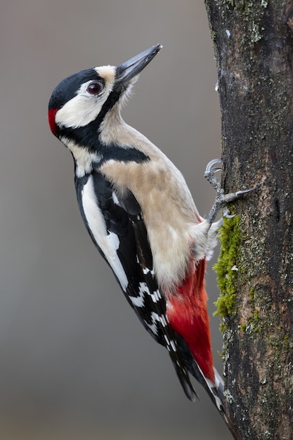 Free photo vertical closeup shot of an acorn woodpecker