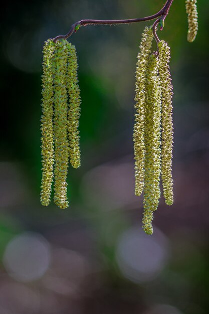 Vertical closeup shot of alder hanging on tree branches