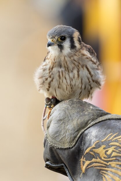 Vertical closeup shot of an American kestrel on the falconer's fist