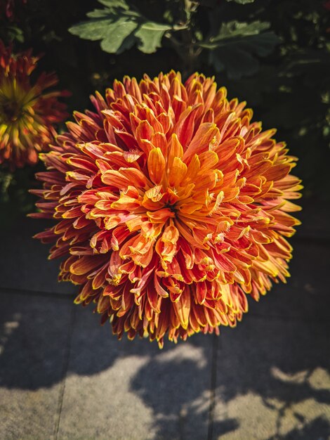 Vertical closeup shot of an aster flower in a garden