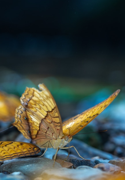 自然の中で美しい蝶の垂直クローズアップショット