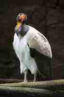 Free photo vertical closeup shot of a beautiful condor bird perched on a branch