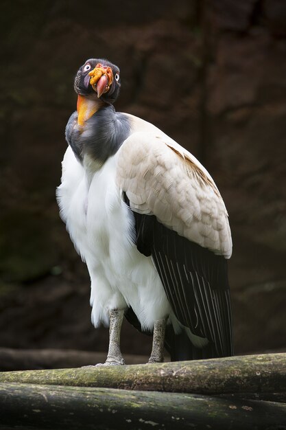 Vertical closeup shot of a beautiful condor bird perched on a branch