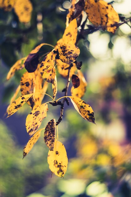 Vertical closeup shot of beautiful golden leaves with black spots on them in a forest