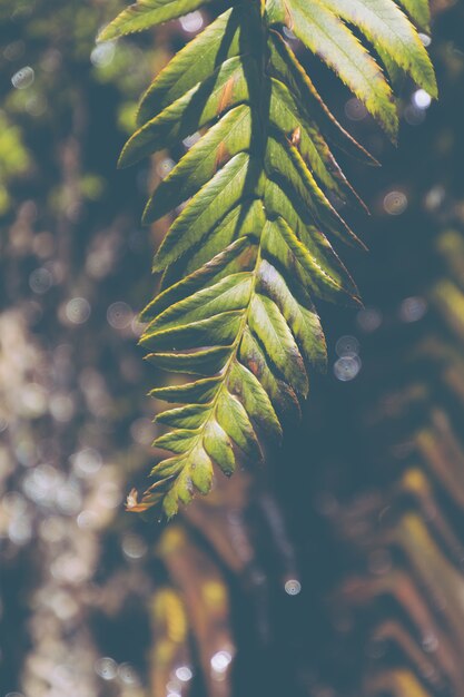 Vertical closeup shot of a beautiful leafy branch of a tree