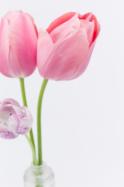 Vertical closeup shot of beautiful pink tulips on white background