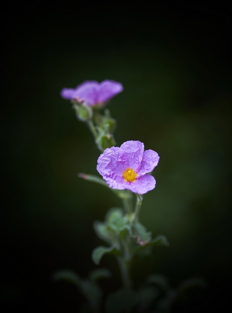 Free photo vertical closeup shot of a beautiful purple-petaled flower with a blurred