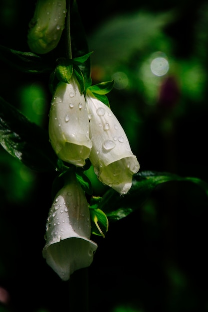 Vertical closeup shot of beautiful white flowers with morning dew on them
