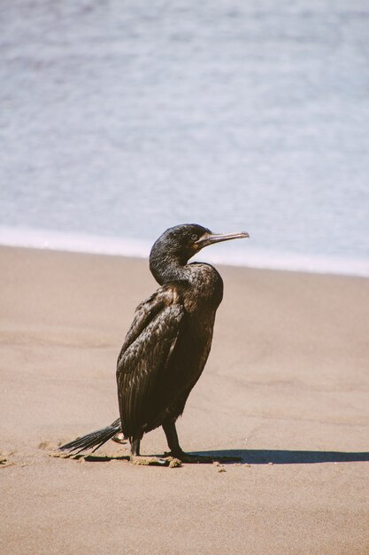 Vertical closeup shot of a black bird standing on the sandy shore of the ocean