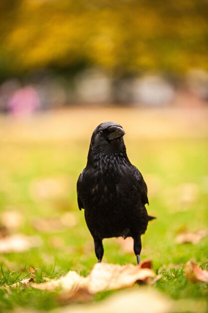 Vertical closeup shot of a black crow standing on the grass with blurred background