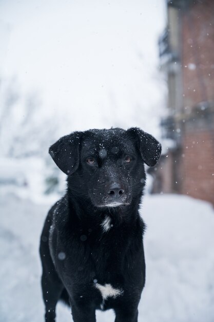 Vertical closeup shot of a black Majorca Shepherd dog outside during the snowfall