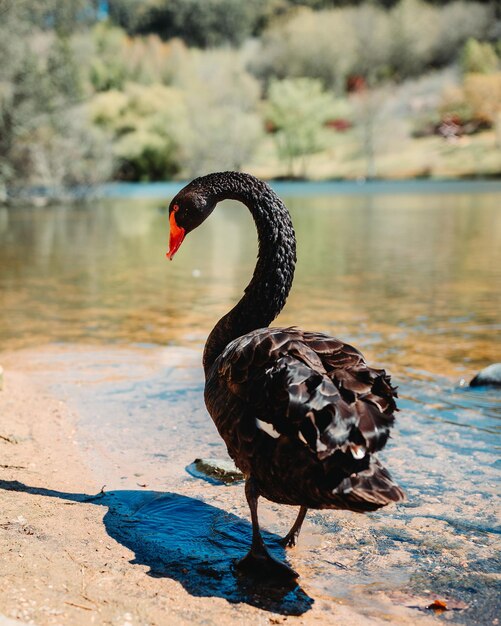 Vertical closeup shot of a black swan by the lake