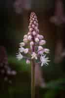 Free photo vertical closeup shot of a blooming foamflower