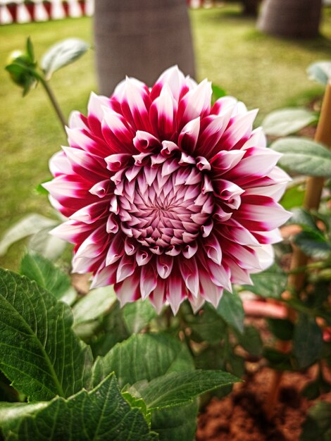 木々や草と咲くピンクの花の垂直クローズアップショット