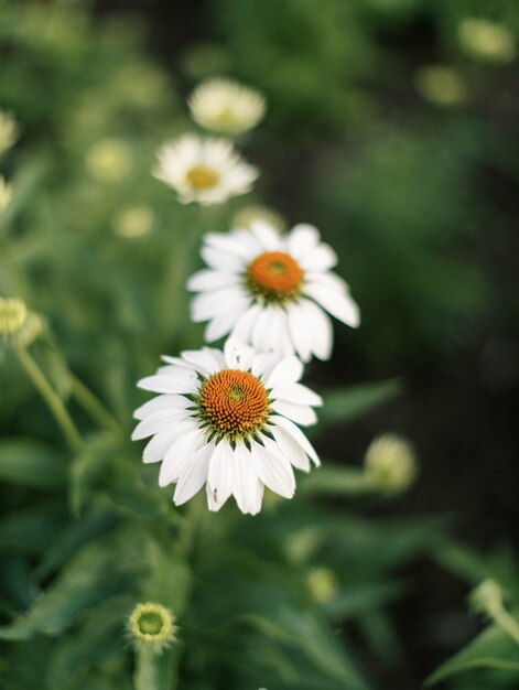 咲く白い円錐形の花の垂直クローズアップショット