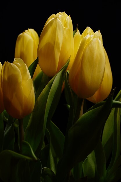 어두운 배경으로 아름다운 노란 튤립 꽃다발의 수직 근접 촬영 샷