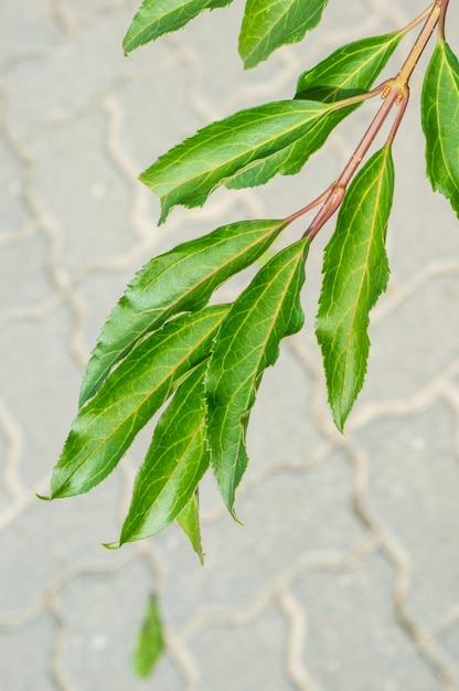 Free photo vertical closeup shot of a branch with green leaves and a blurry cobblestone ground below