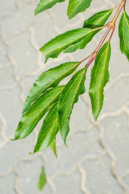 Vertical closeup shot of a branch with green leaves and a blurry cobblestone ground below