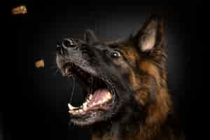 Free photo vertical closeup shot of a brown dog catching dog food in his mouth