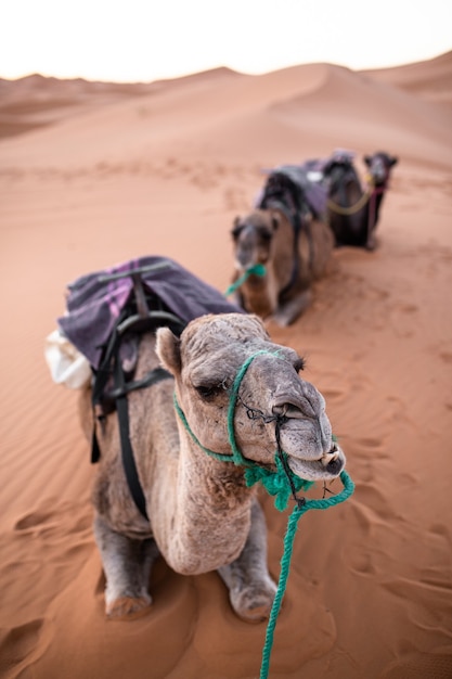 사막의 모래 위에 앉아 있는 낙타의 수직 근접 촬영