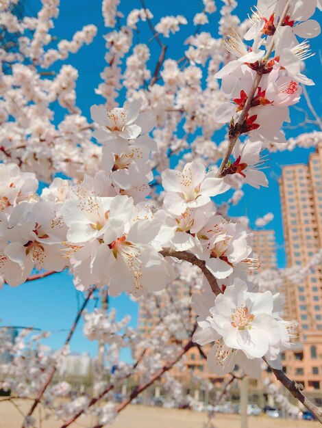 ぼやけた桜の垂直クローズアップショット