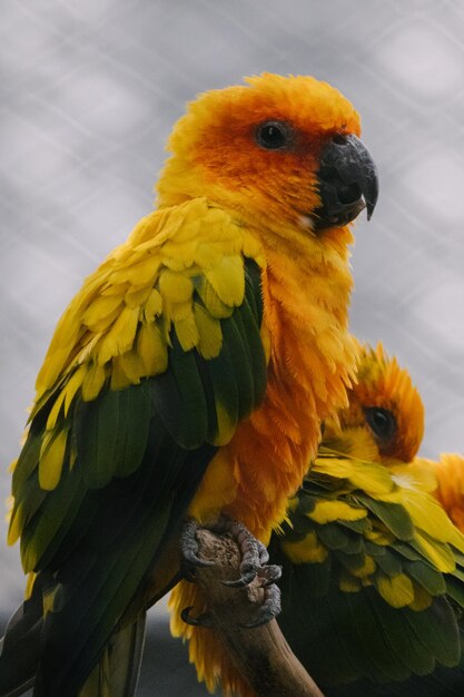 Vertical closeup shot of a colorful parro