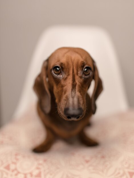 Vertical closeup shot of a cute brown dachshund