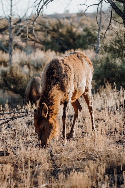 Free photo vertical closeup shot of a cute deer grazing in the field