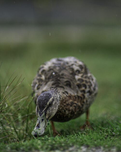 Vertical closeup shot of a cute duck on the green grass