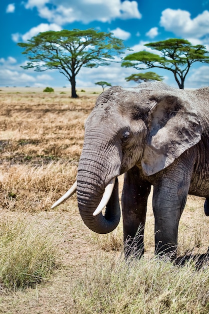 광야에서 마른 잔디를 걷고 귀여운 코끼리의 수직 근접 촬영 샷
