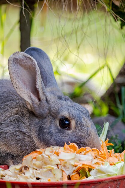 Vertical closeup shot of a cute furry bunny eating carrot peels with a blurred background