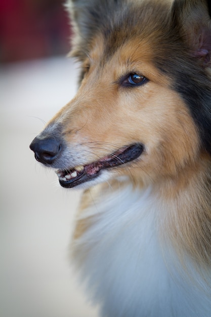 口を開けて長い髪のかわいい毛皮のような犬の垂直クローズアップショット