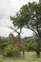 Foto gratuita colpo verticale del primo piano di una giraffa carina che cammina tra gli alberi verdi nel deserto