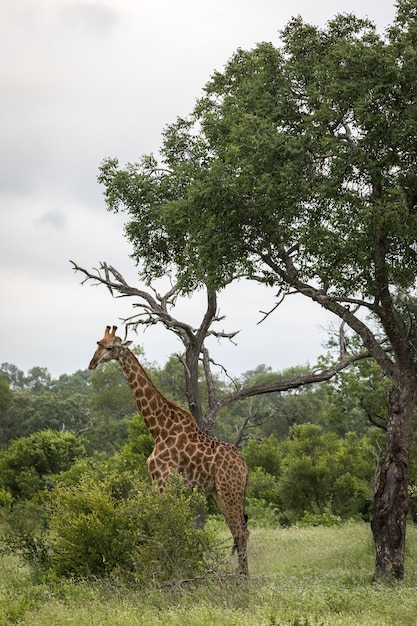 Vertical closeup shot of a cute giraffe walking among the green trees in the wilderness