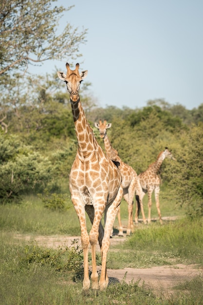 Colpo verticale del primo piano di giraffe carine che camminano tra gli alberi verdi nel deserto