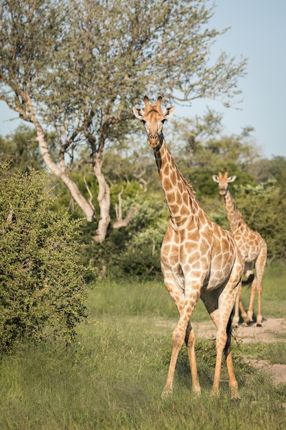 Foto gratuita colpo verticale del primo piano di giraffe carine che camminano tra gli alberi verdi nel deserto