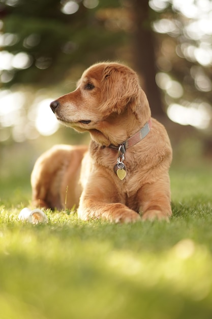 Free photo vertical closeup shot of cute  golden retriever looking right on sunny day