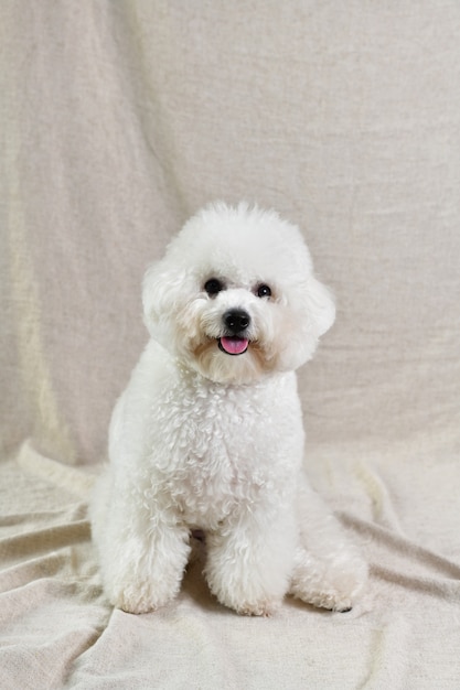 Vertical closeup shot of a cute white poodle puppy on a beige textile
