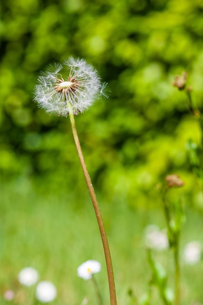 Free photo vertical closeup shot of a dandelion surrounded by greenery in a field under the sunlight