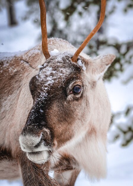 겨울에 눈 덮인 숲에서 사슴의 수직 근접 촬영 샷