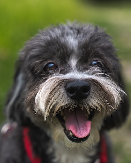 Vertical closeup shot of the face of a cute Schnoodle puppy with an open mouth