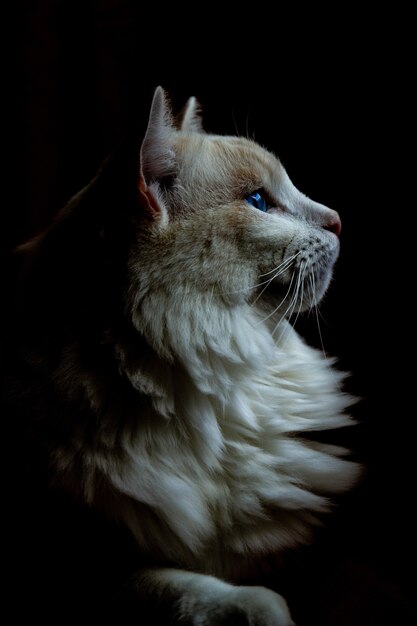 Vertical closeup shot of a fat white cat looking to the right in the dark