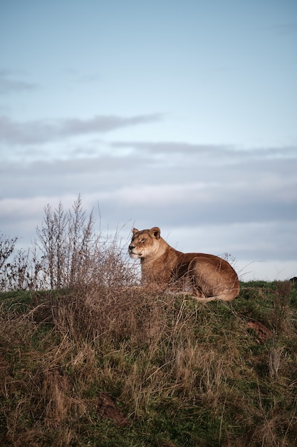 Vertical closeup shot of a female lion lying in the valley under the dark cloudy sky