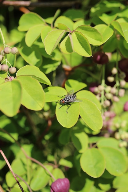 Vertical closeup shot of a fly on green leaves