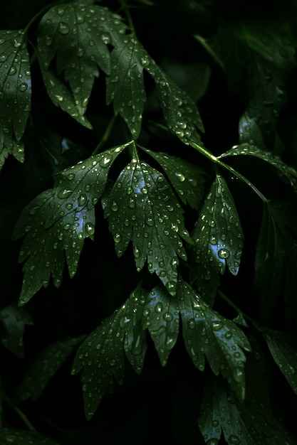 Vertical closeup shot of fresh green leaves with many dewdrops on them