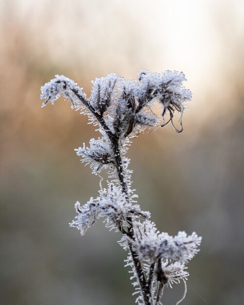 Vertical closeup shot of a frozen plant with a blurred background