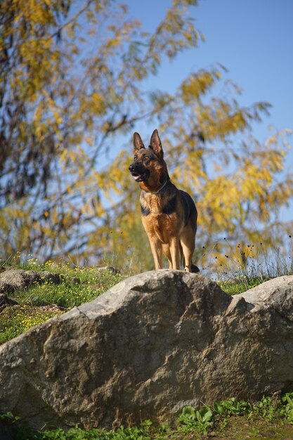 Vertical closeup shot of a German shepherd dog standing on a stone on a sunny day